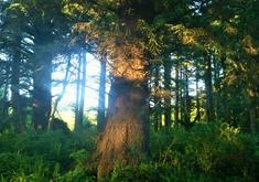 Trees